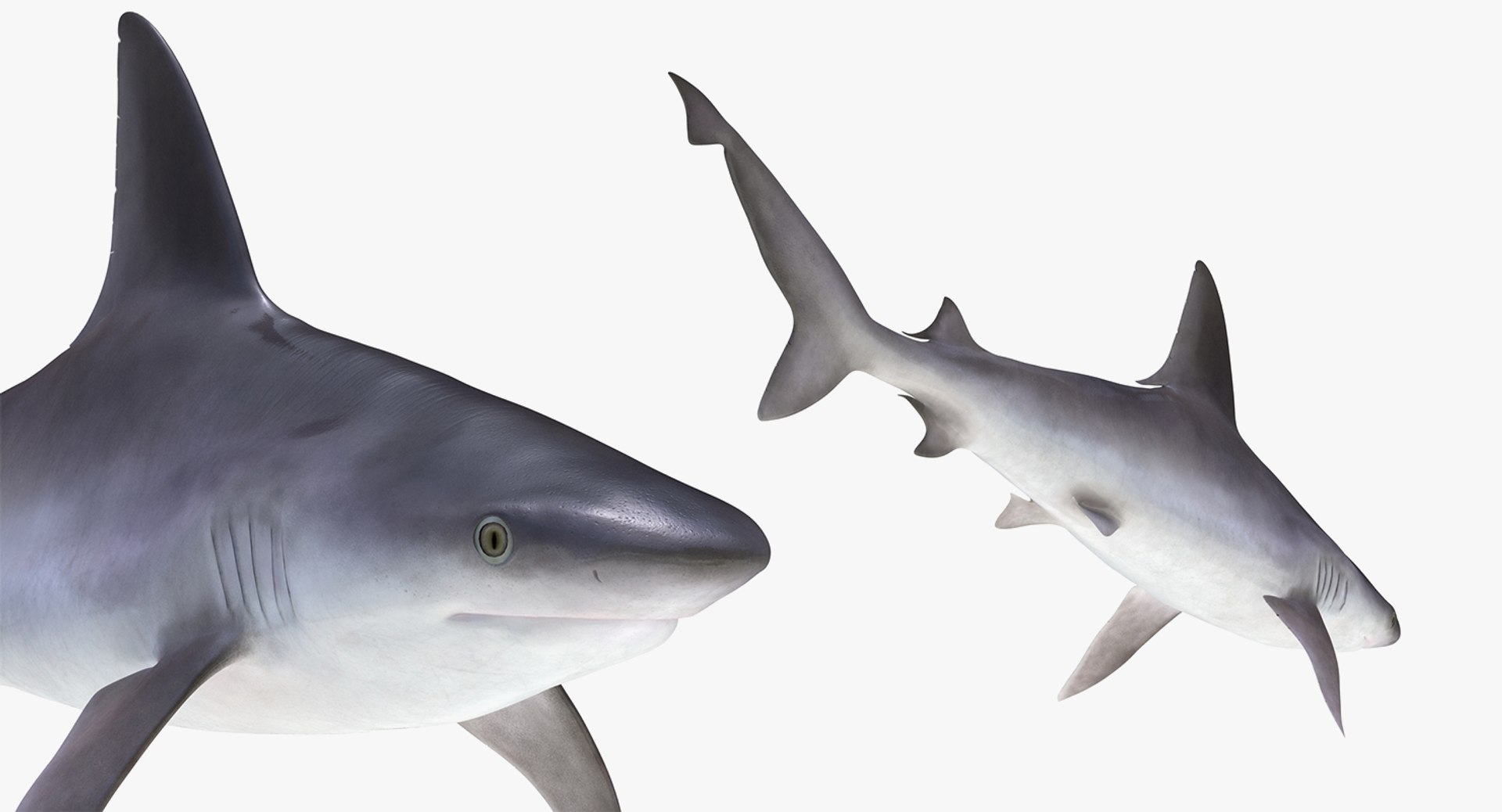 3D Sharks Collection 11 https://p.turbosquid.com/ts-thumb/iT/VwJ7Rg/Yr/sharkscollection113dsmodel030/jpg/1628251082/1920x1080/fit_q87/b7e707743b42887fc2f98dc62813ef483a01343a/sharkscollection113dsmodel030.jpg