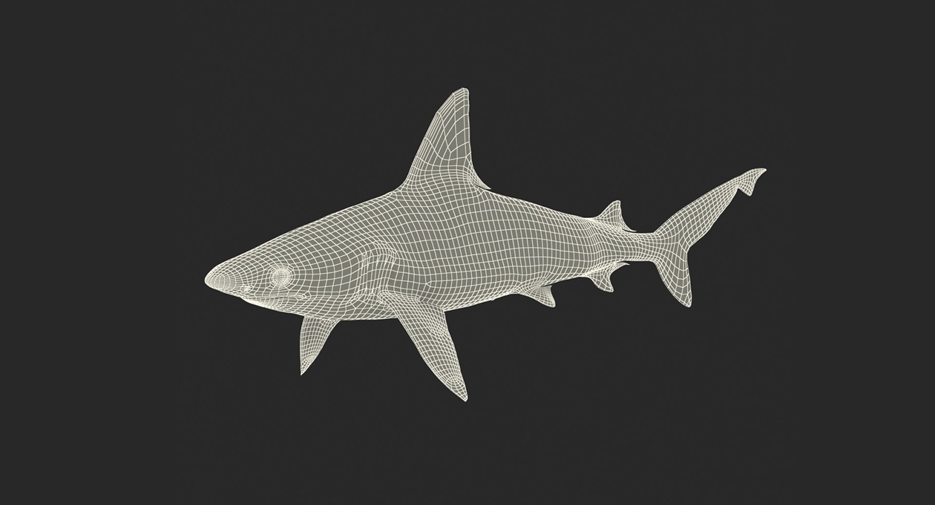 3D Sharks Collection 11 https://p.turbosquid.com/ts-thumb/iT/VwJ7Rg/g9/sharkscollection113dsmodel036/jpg/1628251094/1920x1080/fit_q87/e8d547e4bf7a402f0365cdf44108f47e30ef2757/sharkscollection113dsmodel036.jpg