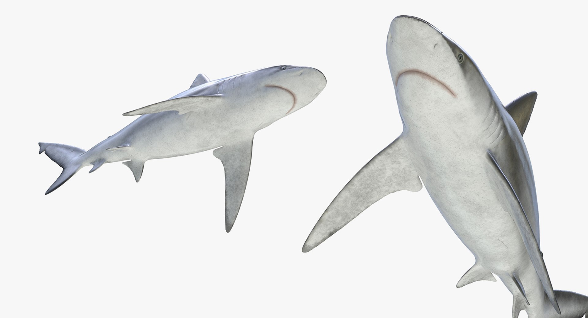 3D Sharks Collection 11 https://p.turbosquid.com/ts-thumb/iT/VwJ7Rg/qP/sharkscollection113dsmodel027/jpg/1628251076/1920x1080/fit_q87/08fe9ca69cc4167c7bcafd99ae61c6f0aea9d6ca/sharkscollection113dsmodel027.jpg