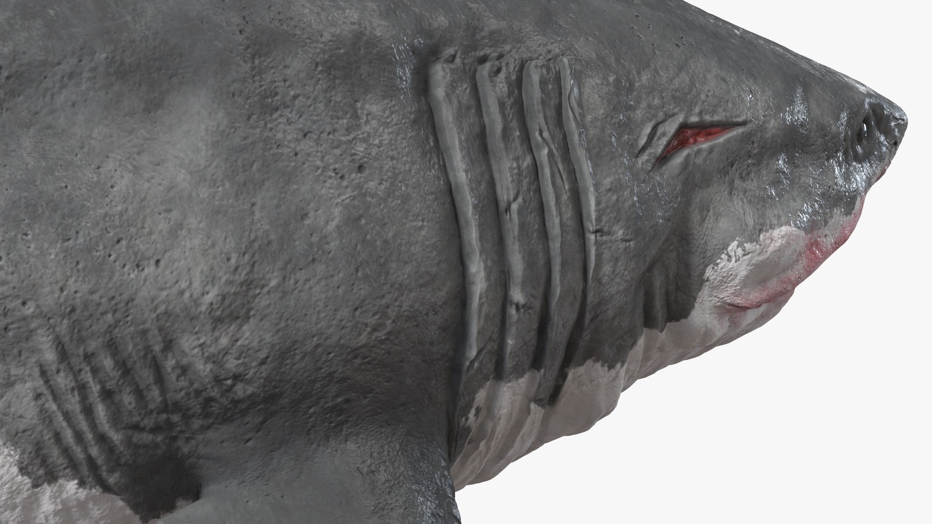 3D Sharks Collection 11 https://p.turbosquid.com/ts-thumb/iT/VwJ7Rg/r5/sharkscollection113dsmodel015/jpg/1628251052/1920x1080/fit_q87/1c55cd5cd02d80946401c31f4abd77a0005e7f11/sharkscollection113dsmodel015.jpg