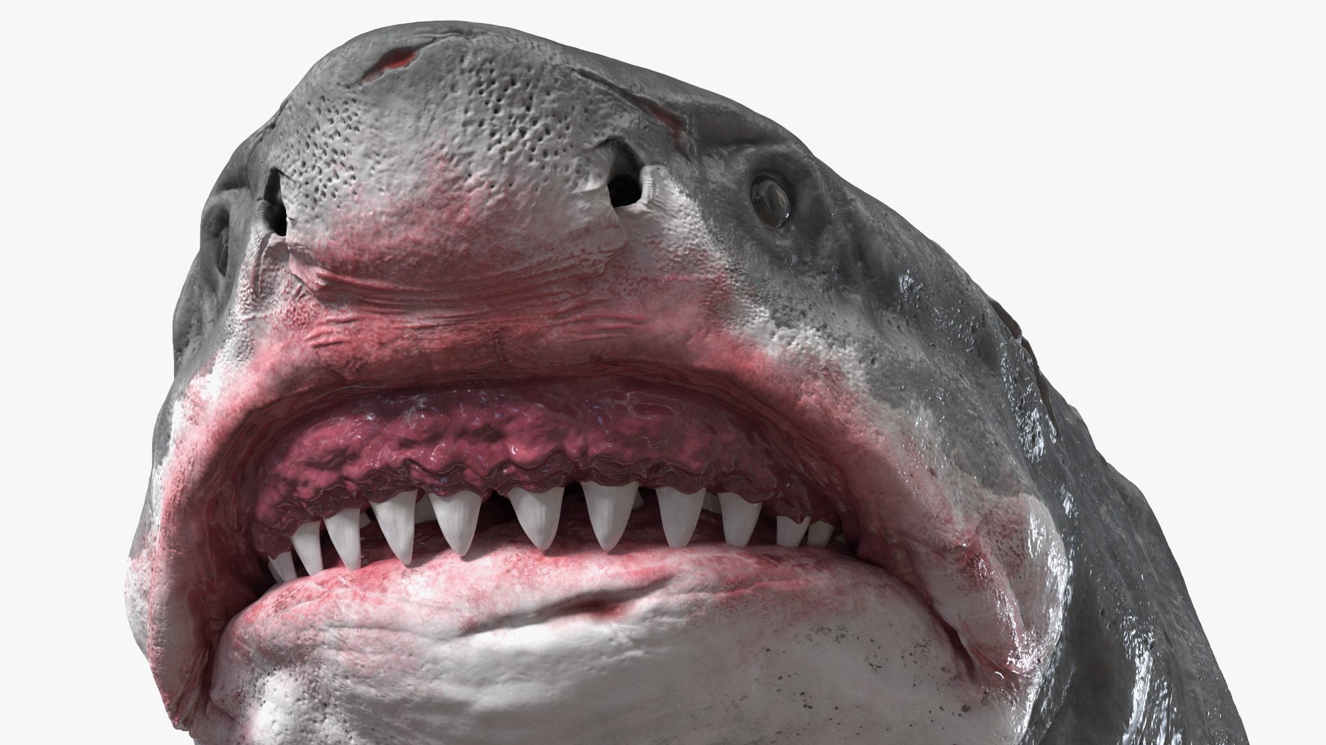 3D Sharks Collection 11 https://p.turbosquid.com/ts-thumb/iT/VwJ7Rg/vc/sharkscollection113dsmodel017/jpg/1628251056/1920x1080/fit_q87/d2cdfd658f1eda64d4b77f77396673e244fa5f81/sharkscollection113dsmodel017.jpg