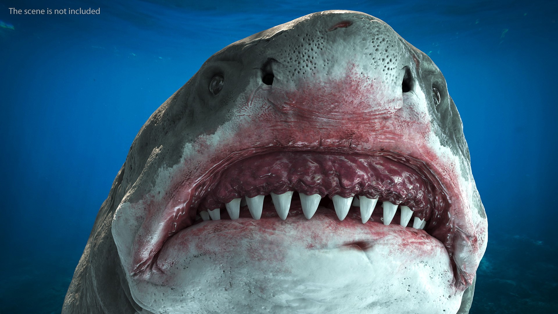 3D Sharks Collection 11 https://p.turbosquid.com/ts-thumb/iT/VwJ7Rg/w3/sharkscollection113dsmodel008/jpg/1628251038/1920x1080/fit_q87/f68ab6908847841d60ecf145f95eb61797a5452c/sharkscollection113dsmodel008.jpg