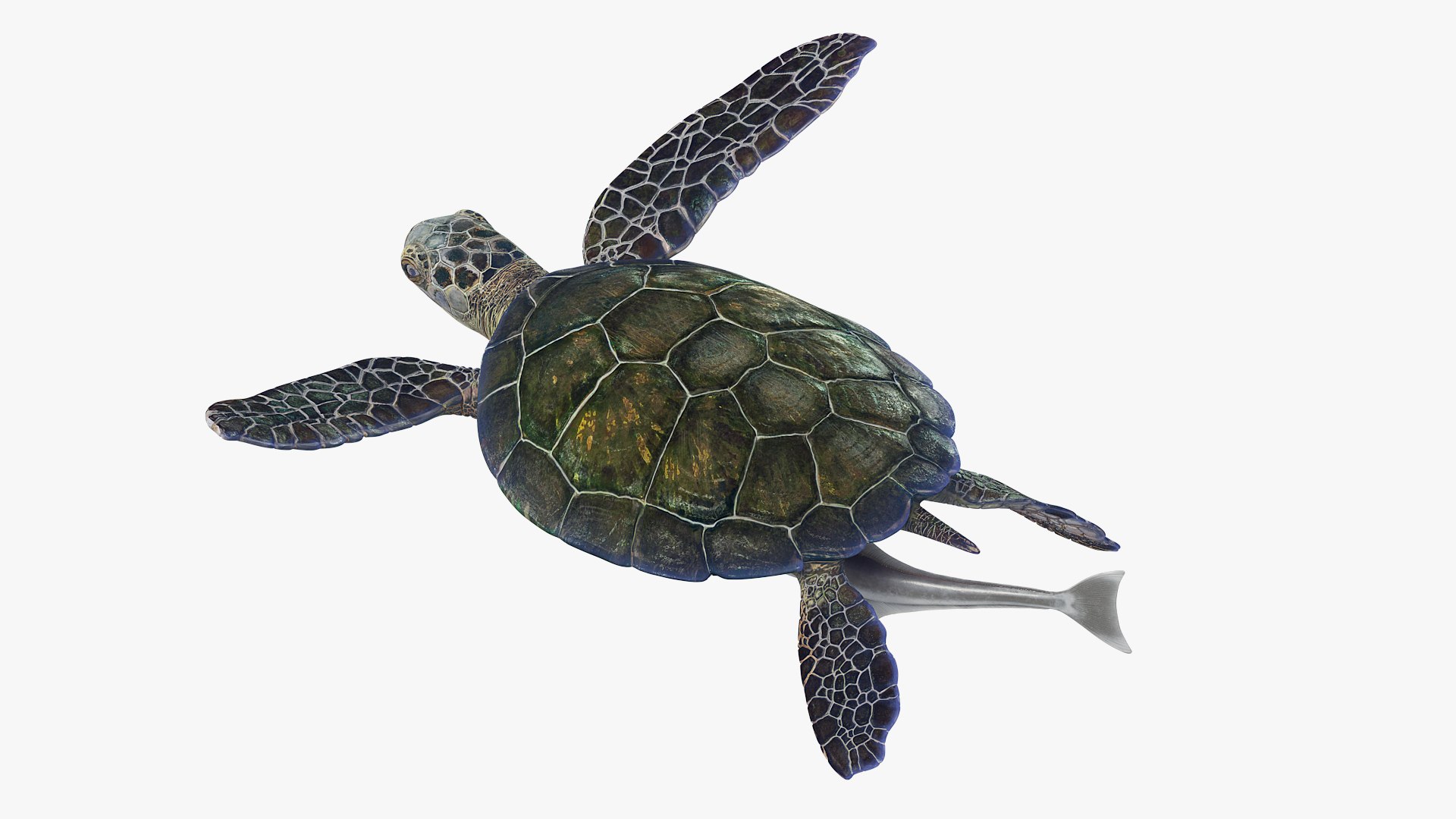 3D Remora Fish with Sea Turtle model https://p.turbosquid.com/ts-thumb/iU/1zfoTM/0C/remora_fish_with_sea_turtle_003/jpg/1755245285/1920x1080/fit_q87/f2caacd57f1972347ef3ae0c4d37cd9e4d205c82/remora_fish_with_sea_turtle_003.jpg