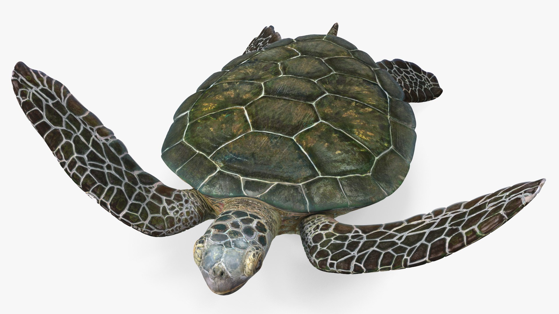 3D Remora Fish with Sea Turtle model https://p.turbosquid.com/ts-thumb/iU/1zfoTM/3D/remora_fish_with_sea_turtle_009/jpg/1755245303/1920x1080/fit_q87/2b5cdce2edc7344fb10401bd390c674b3ce6528d/remora_fish_with_sea_turtle_009.jpg