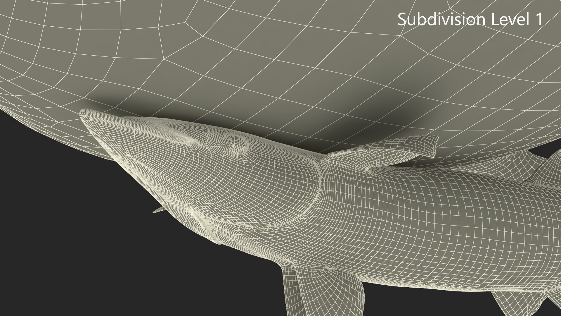 3D Remora Fish with Sea Turtle model https://p.turbosquid.com/ts-thumb/iU/1zfoTM/Os/remora_fish_with_sea_turtle_012/jpg/1755245312/1920x1080/fit_q87/4af3a33ad8d321977fd2c458c8c323492bdf93d4/remora_fish_with_sea_turtle_012.jpg