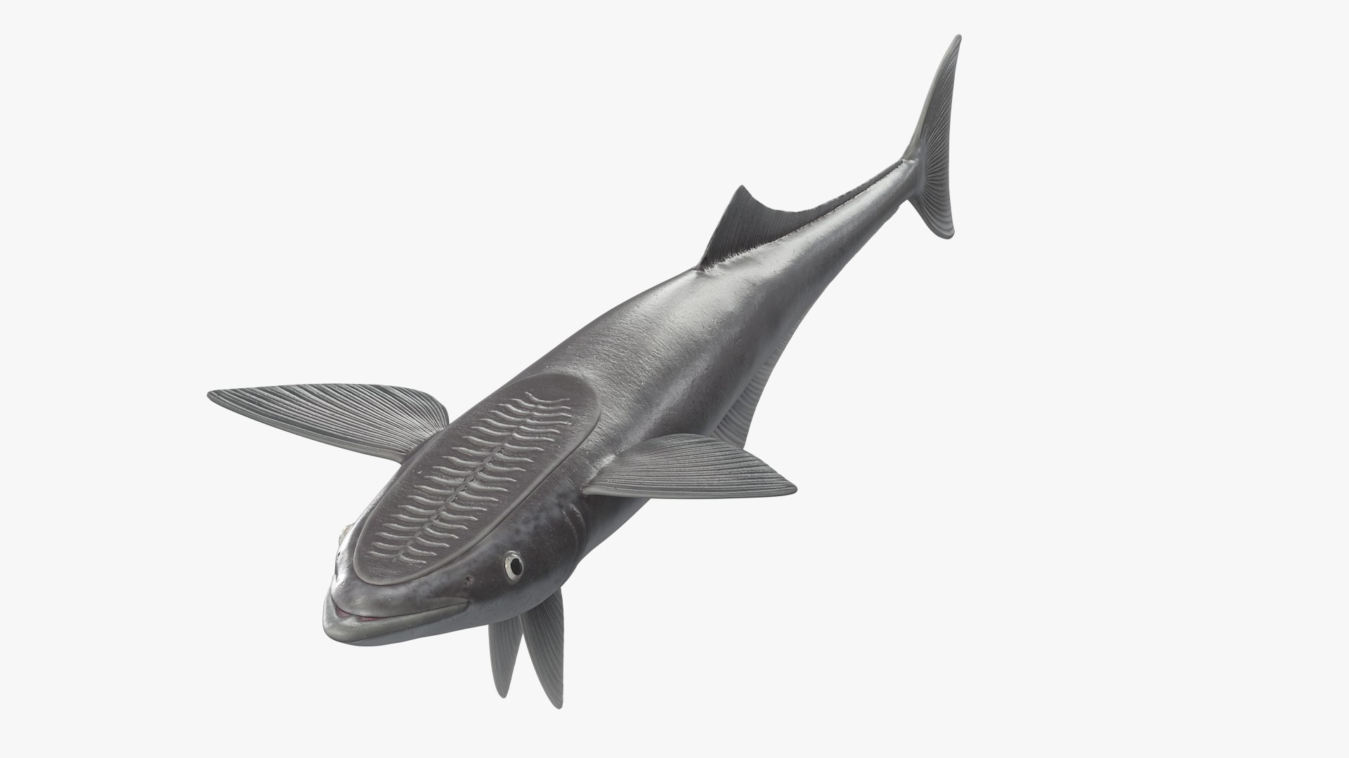 3D Remora Fish with Sea Turtle model https://p.turbosquid.com/ts-thumb/iU/1zfoTM/Ss/remora_fish_with_sea_turtle_008/jpg/1755245300/1920x1080/fit_q87/45ce022c89a04e29668ff0f0f42072bce272faa0/remora_fish_with_sea_turtle_008.jpg