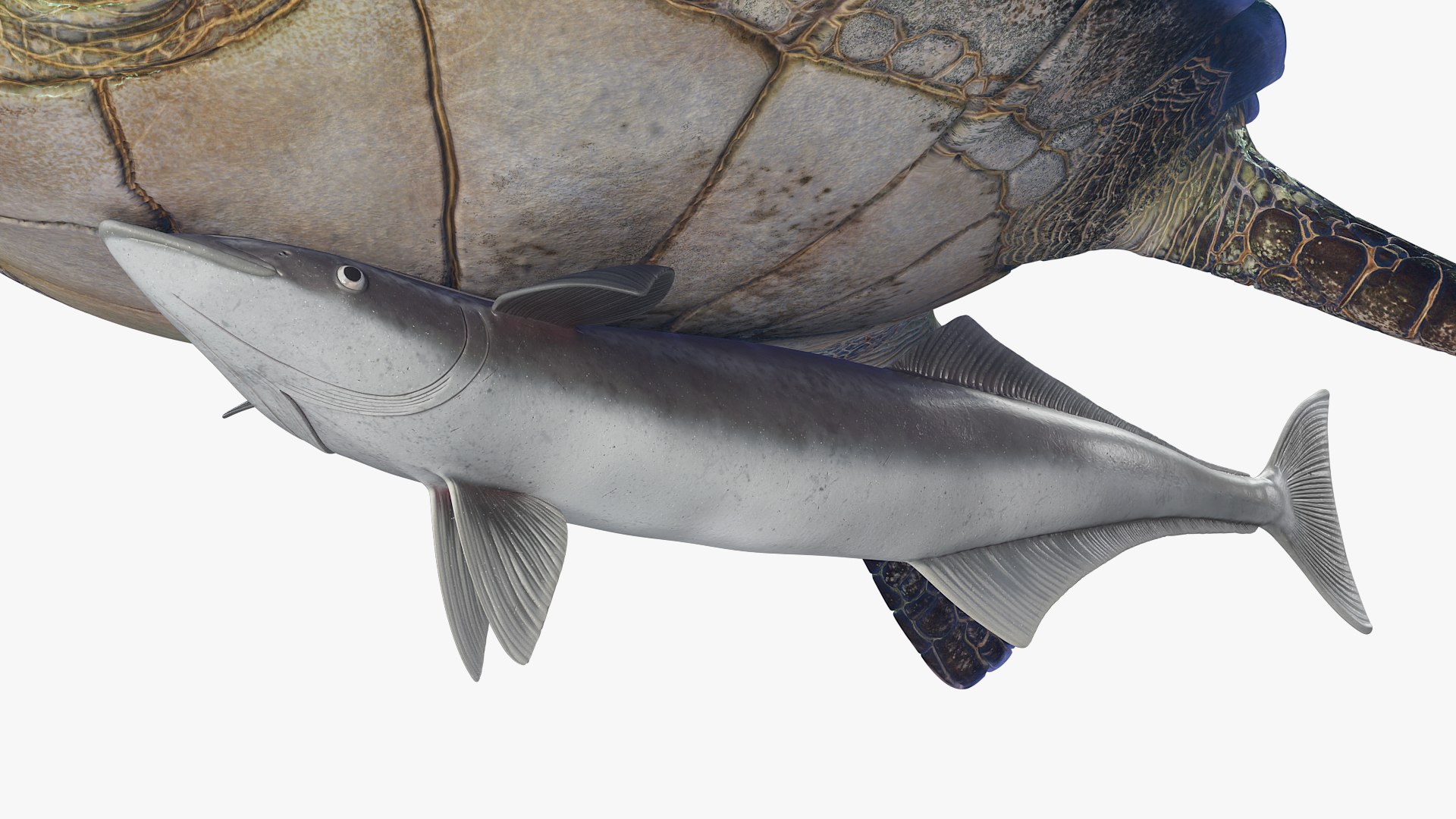 3D Remora Fish with Sea Turtle model https://p.turbosquid.com/ts-thumb/iU/1zfoTM/W5/remora_fish_with_sea_turtle_005/jpg/1755245291/1920x1080/fit_q87/f9eb4c763938b303f821a756e0f78416bed6020f/remora_fish_with_sea_turtle_005.jpg