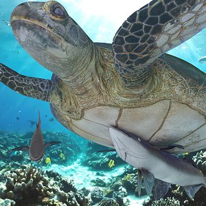 Remora Fish with Sea Turtle