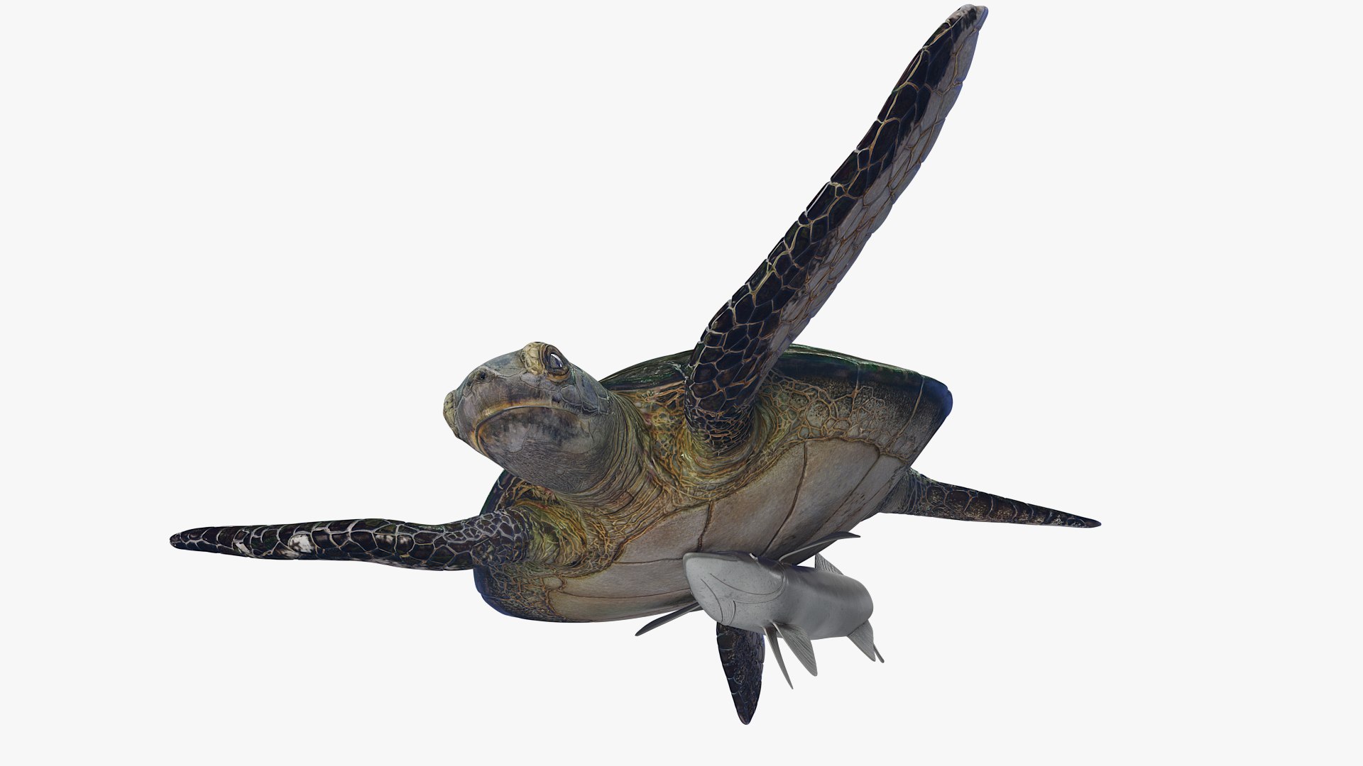 3D Remora Fish with Sea Turtle model https://p.turbosquid.com/ts-thumb/iU/1zfoTM/mI/remora_fish_with_sea_turtle_004/jpg/1755245288/1920x1080/fit_q87/c90fe050d1de71965663c940a248038d6989d39a/remora_fish_with_sea_turtle_004.jpg