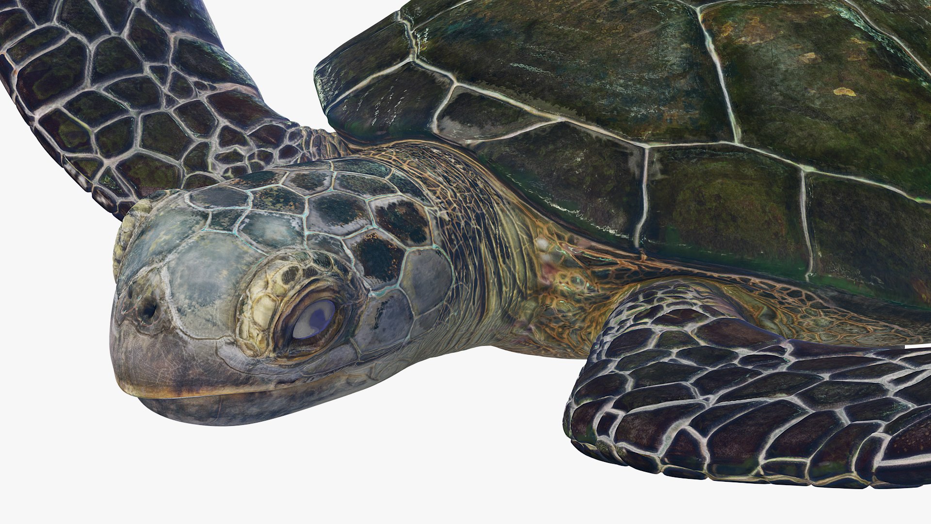 3D Remora Fish with Sea Turtle model https://p.turbosquid.com/ts-thumb/iU/1zfoTM/sw/remora_fish_with_sea_turtle_007/jpg/1755245297/1920x1080/fit_q87/38344256edb6e7c179bd2b4c52eafcdf0a35b702/remora_fish_with_sea_turtle_007.jpg