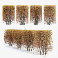 Hedge Bush 07