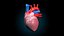 human heart pumping 3d model