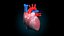 human heart pumping 3d model