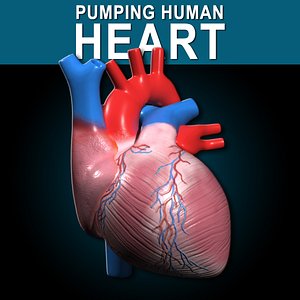 human heart pumping 3d model