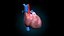 human heart pumping 3d model