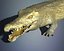 Crocodile