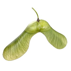 Green Maple seed 3D model