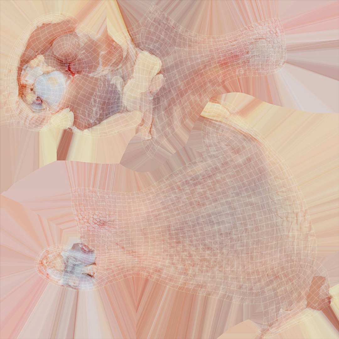 Raw Meat Collection 2 3D model https://p.turbosquid.com/ts-thumb/iU/M9Q42y/Vv/chickendrumstickv1_d0004/jpg/1704215381/1920x1080/fit_q87/d5b683538892050fe37b967dc2c5a16c8b8676ff/chickendrumstickv1_d0004.jpg