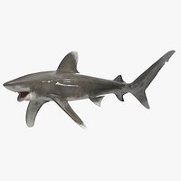Realistic Oceanic Whitetip Shark Rigged for Maya