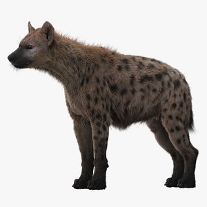 hyena fur modeled 3D model