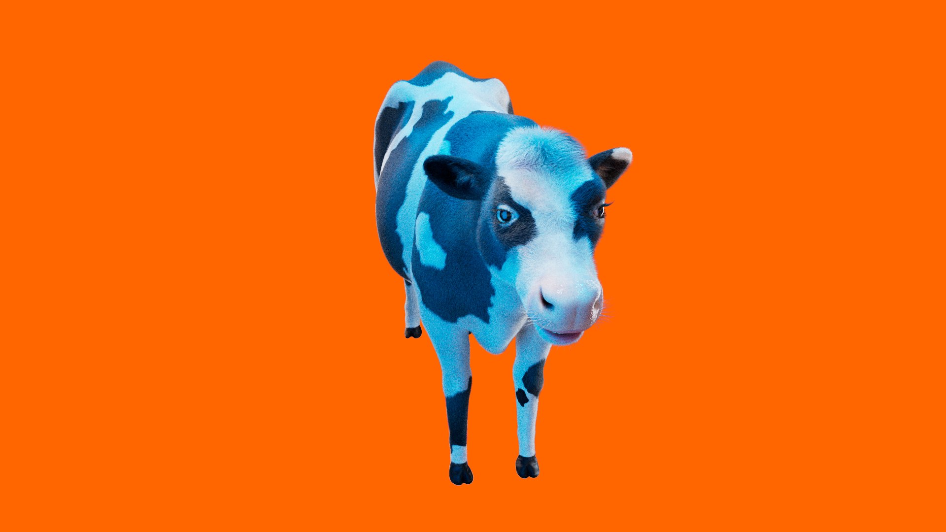Cow Rigged Fur 3D model 3D model https://p.turbosquid.com/ts-thumb/iU/Wsuadj/8T/cow_xgen.0009_00019/jpg/1681655653/1920x1080/fit_q87/a52ccf8dd9eecdb75bd10583e88049c6495282cb/cow_xgen.0009_00019.jpg