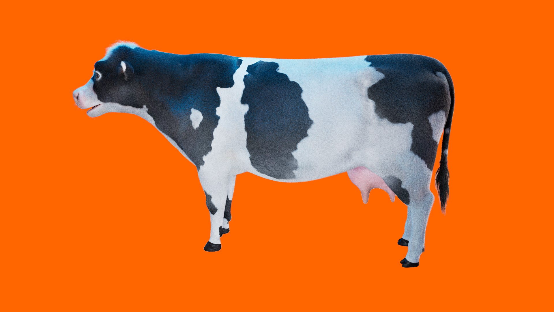 Cow Rigged Fur 3D model 3D model https://p.turbosquid.com/ts-thumb/iU/Wsuadj/LS/cow_xgen.0009_00008/jpg/1681655646/1920x1080/fit_q87/ea7aac6973fa04e95e93ac54f813a25345190e50/cow_xgen.0009_00008.jpg
