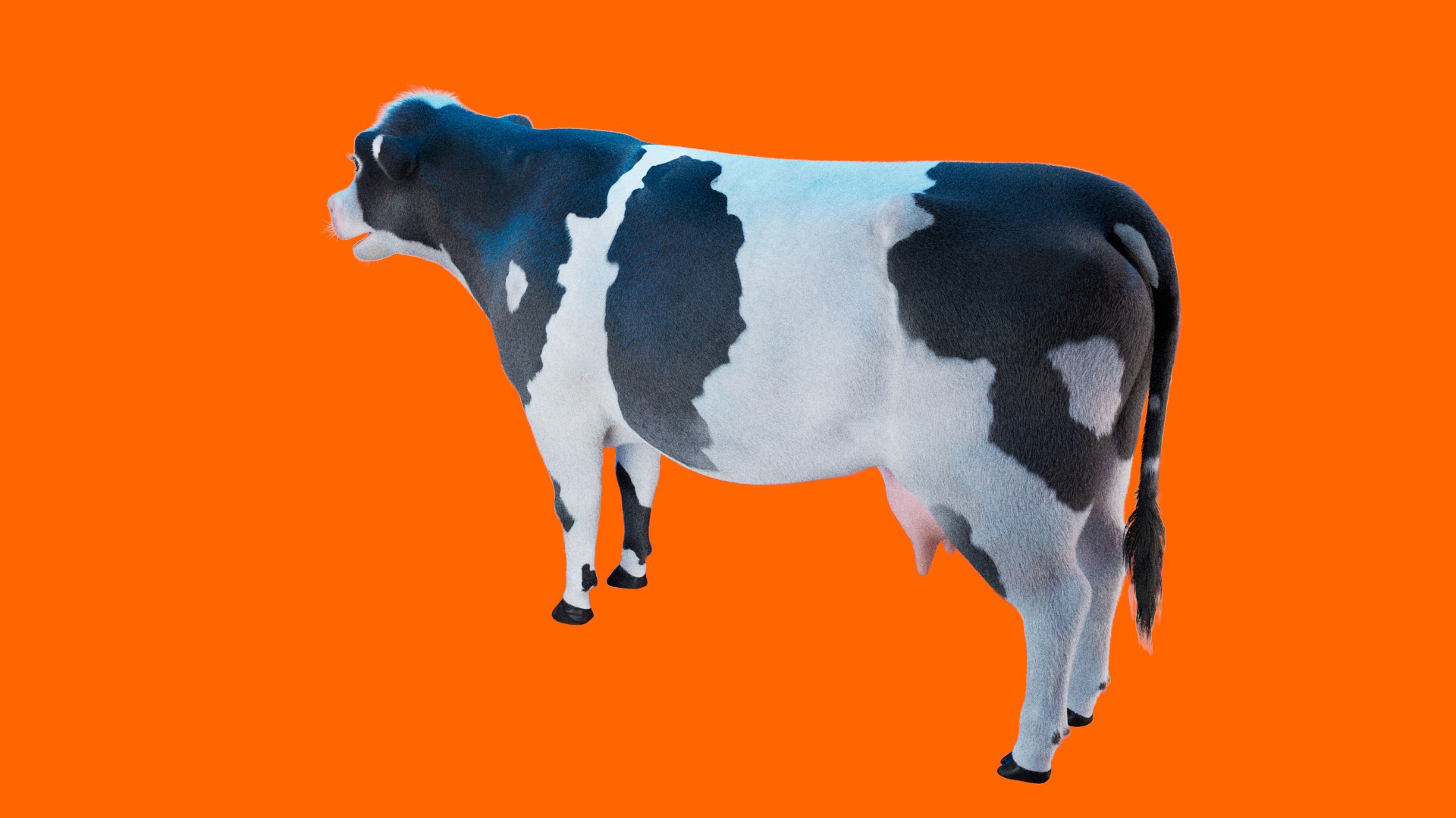 Cow Rigged Fur 3D model 3D model https://p.turbosquid.com/ts-thumb/iU/Wsuadj/X8/cow_xgen.0009_00009/jpg/1681655647/1920x1080/fit_q87/bb97a4b39e2ab3cd391678761d390d5a40909baa/cow_xgen.0009_00009.jpg