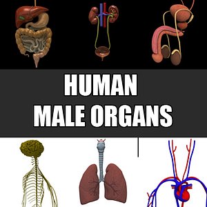 male organs basic