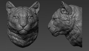 Puma cougar head 3D model