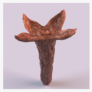 Clove spice 4 3D model