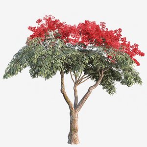 3D Set of Flamboyant or Royal poinciana Tree - 2 Trees model