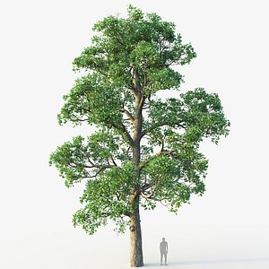 White Oak 02