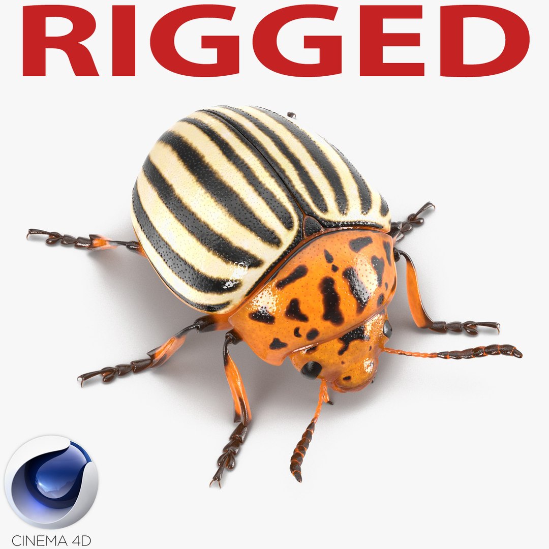 Colorado Potato Beetle Rigged for Cinema 4D 3D model preview