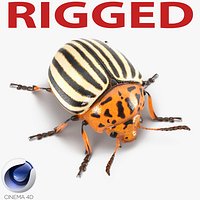 Colorado Potato Beetle Rigged for Cinema 4D