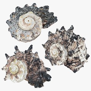 Angaria Delphinus Collection