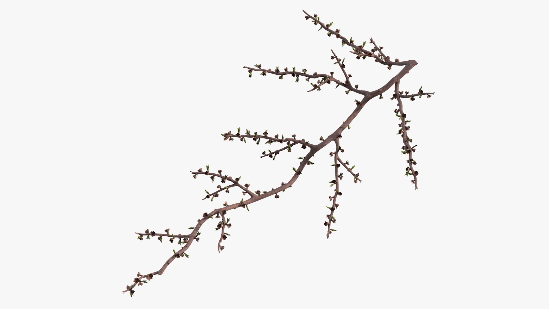 Naked Tree Branch 3D model preview
