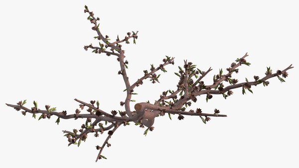 modelo 3d Rama de árbol desnudo - TurboSquid 1627827