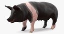 Hampshire Pig Sow 3D Model