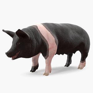 Hampshire Pig Sow 3D Model