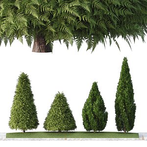 3D model HQ Cone shaped green coniferous Rocky Mountain Juniper trees