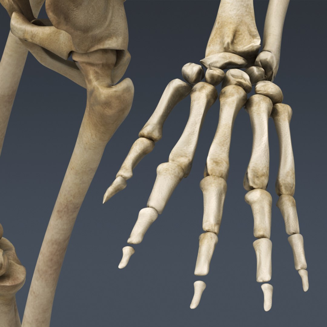 3d rigged human muscular skeleton model