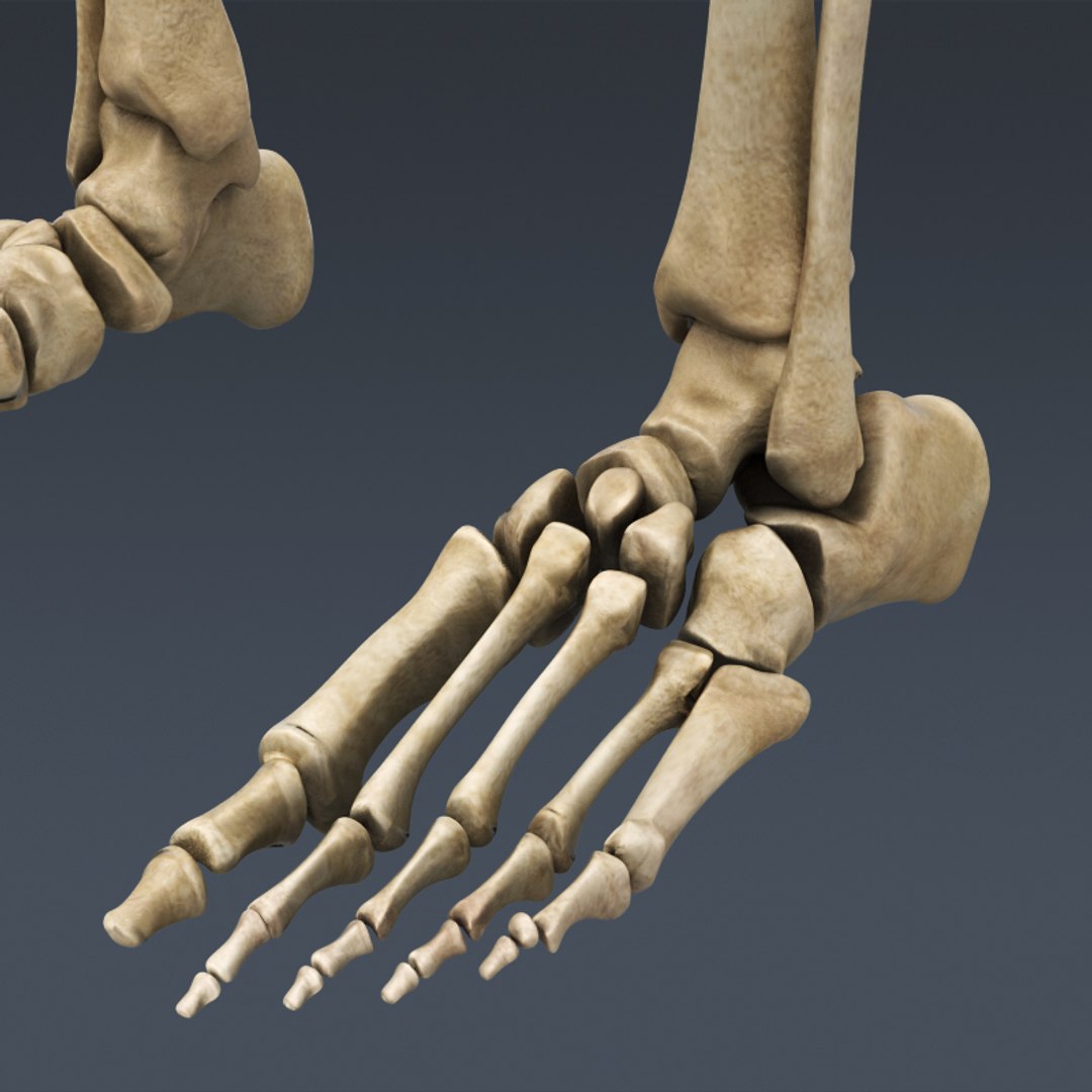3d rigged human muscular skeleton model