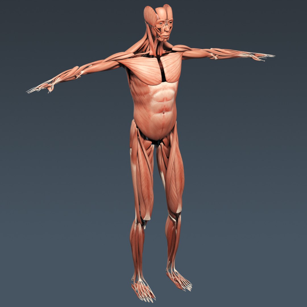 3d rigged human muscular skeleton model