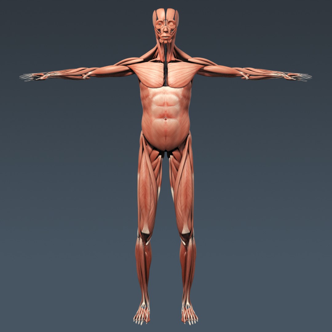 3d rigged human muscular skeleton model