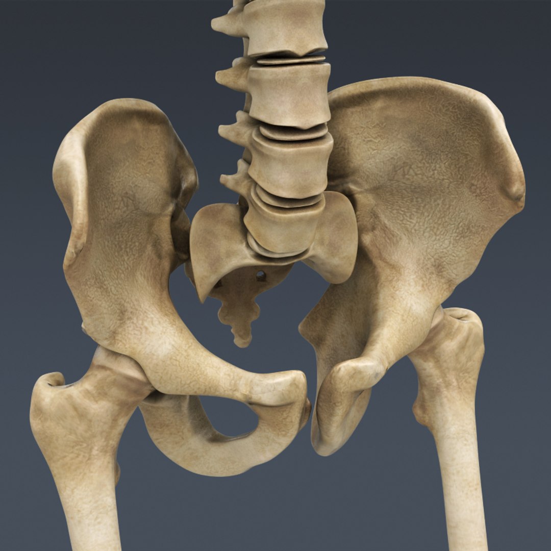 3d rigged human muscular skeleton model