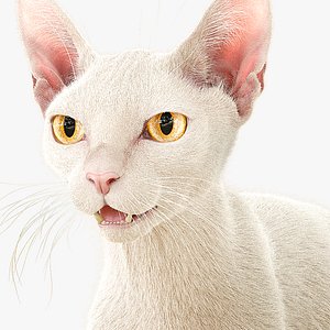 Cat White Fur Shorthair XGen Core 3D