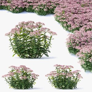 Sedum spectabile flower