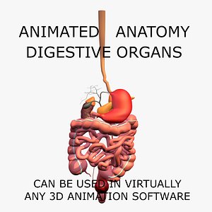 c4d anatomy digestive internal organs