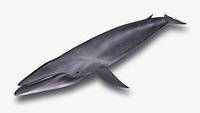 Sei Whale