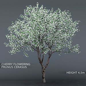 3D garden tree cherry flowering